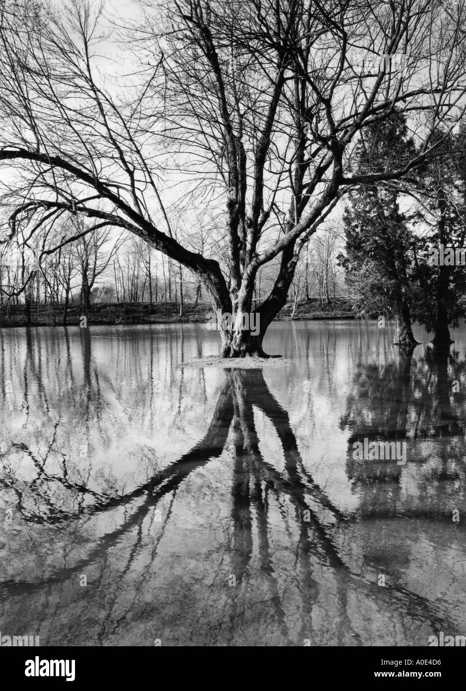 Tree reflected in a flooded field vertical landscape Stock Photo