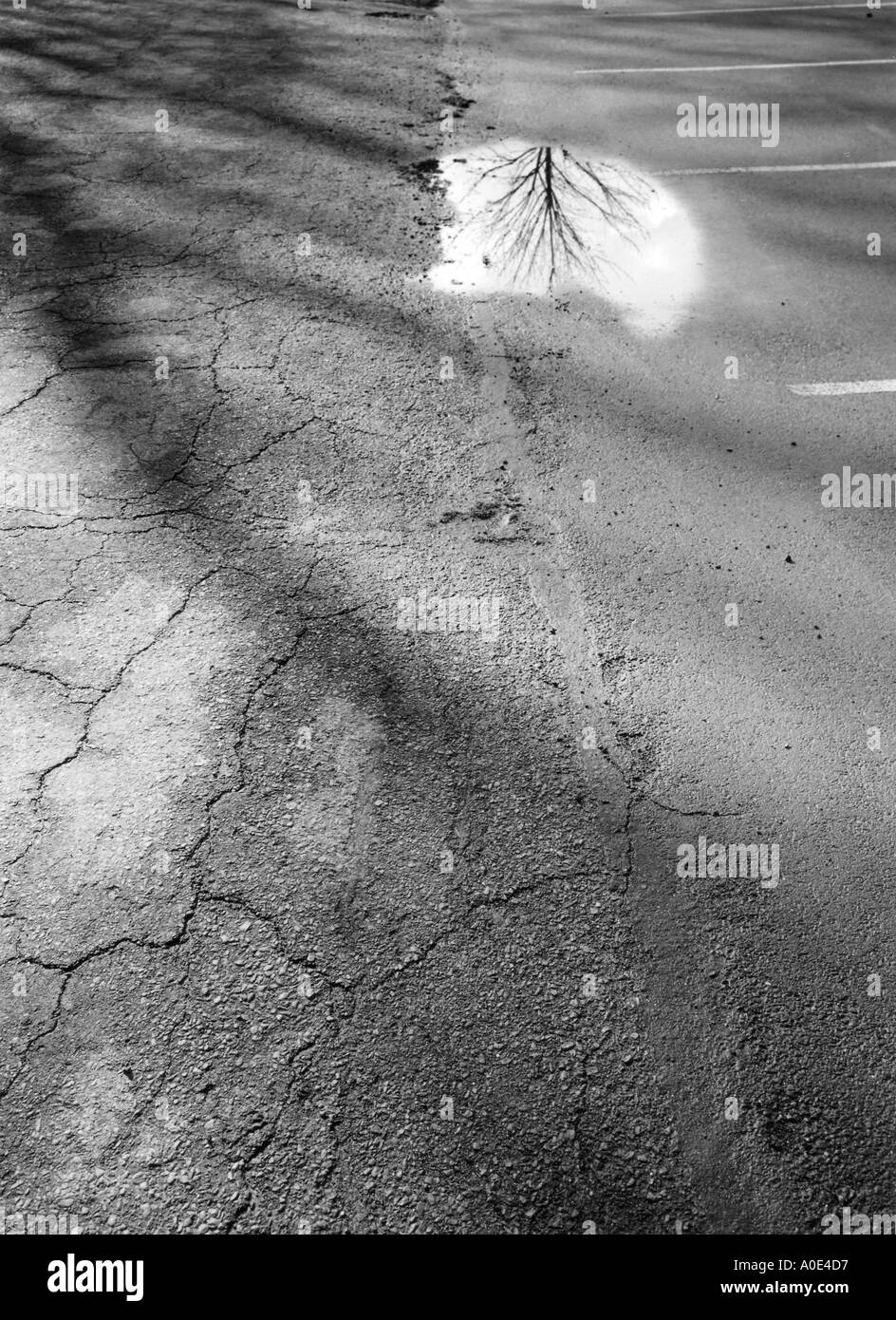 Tree reflected in a puddle of water Stock Photo