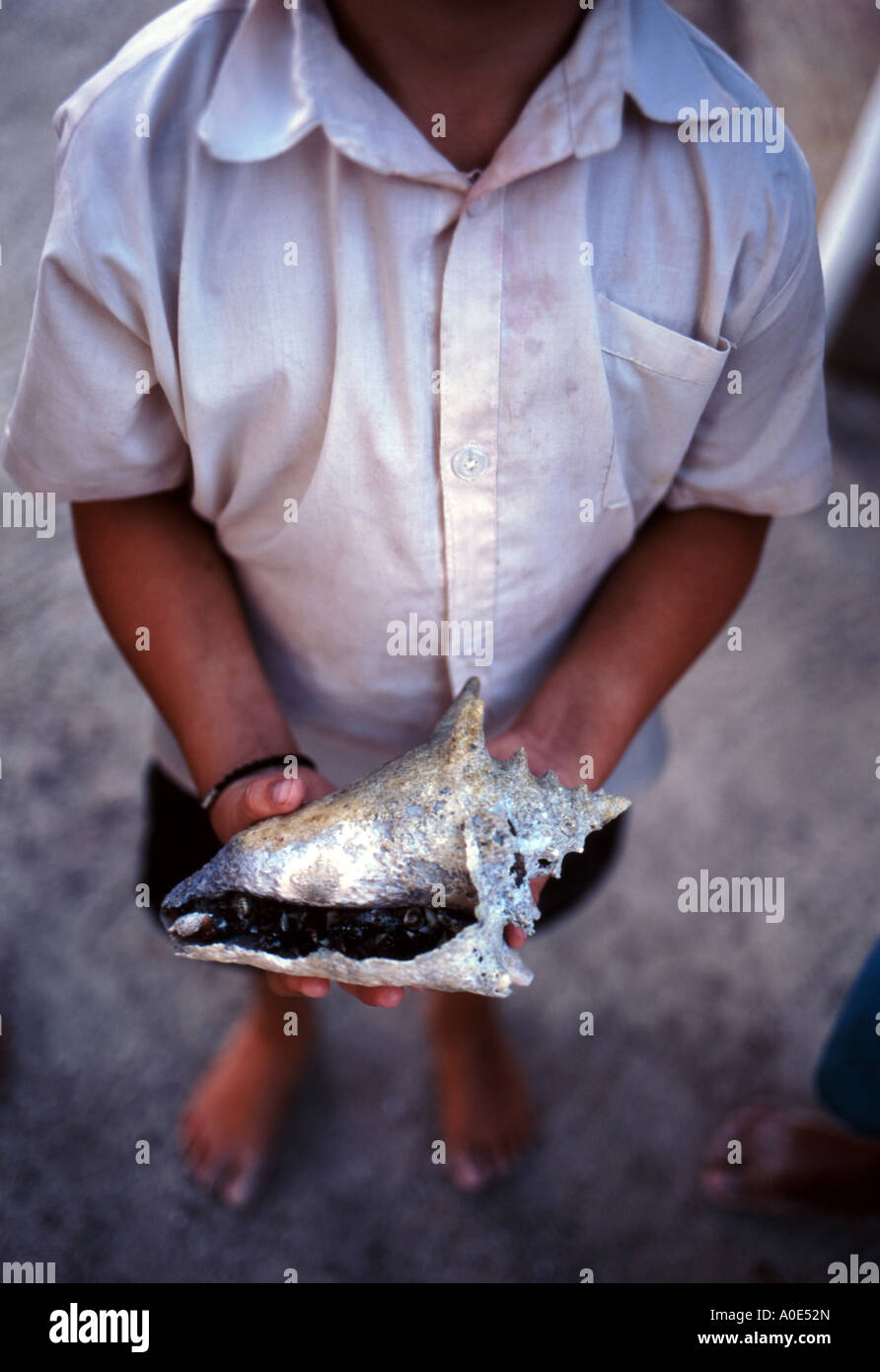 White Conch High Resolution Stock Photography and Images - Alamy