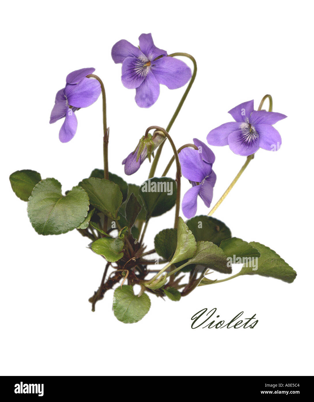 Violets, Viola Odorata, Violaceae Stock Photo