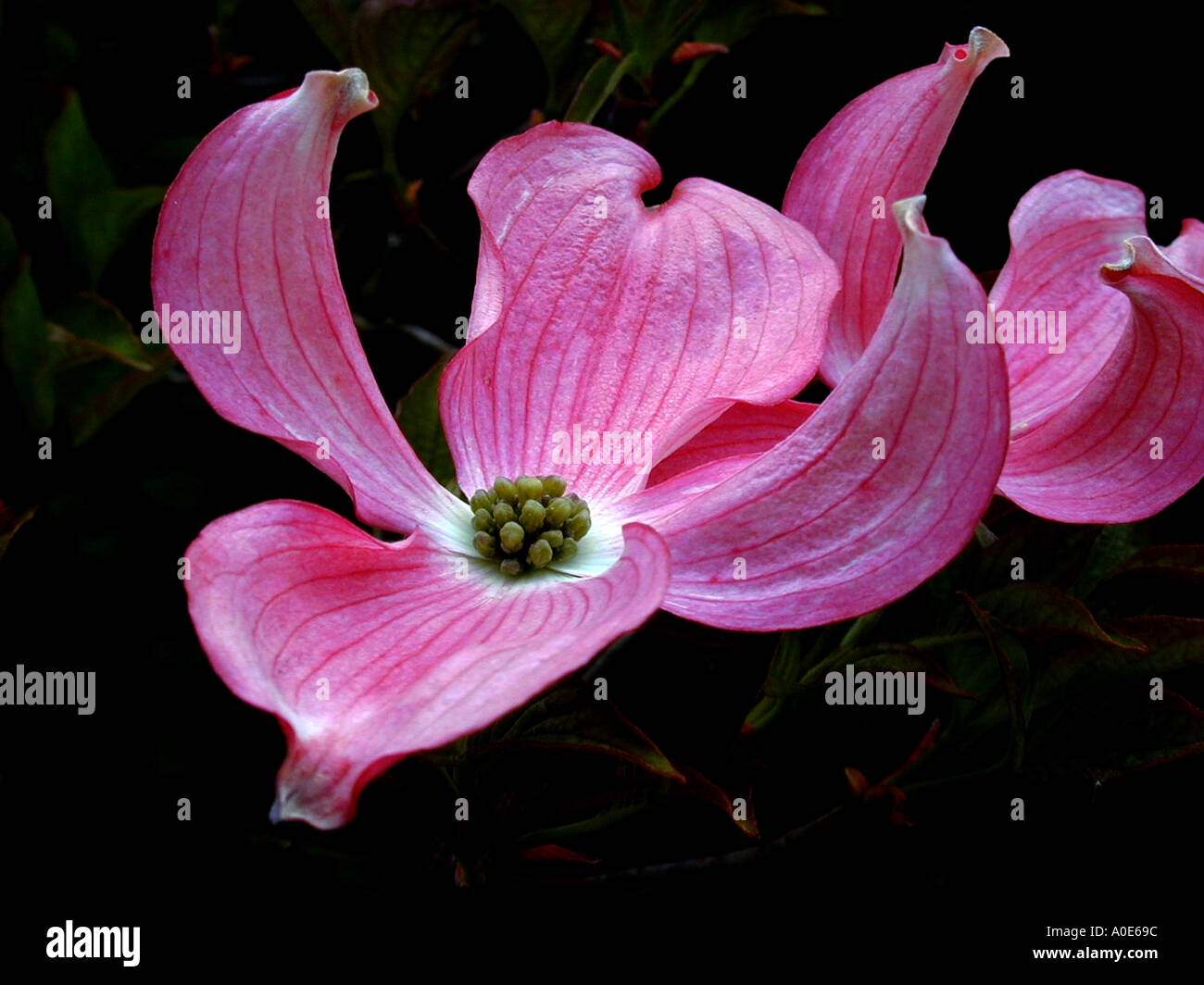 Cornus florida rubra flowers Stock Photo