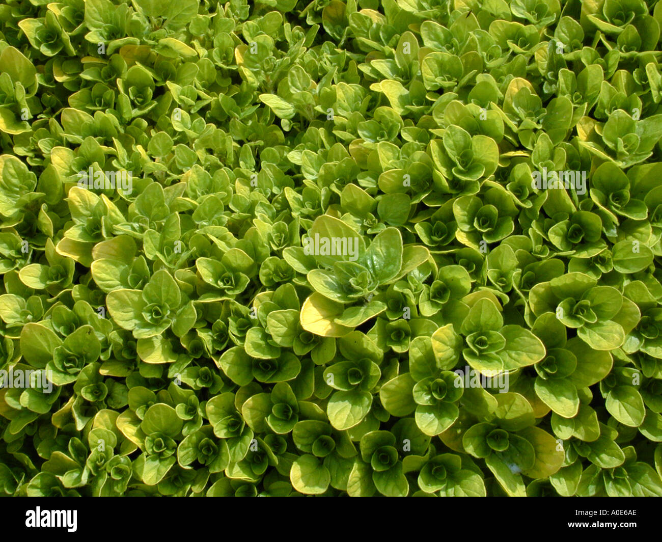 Origanum vulgare Thumbles Variety oreganum Stock Photo