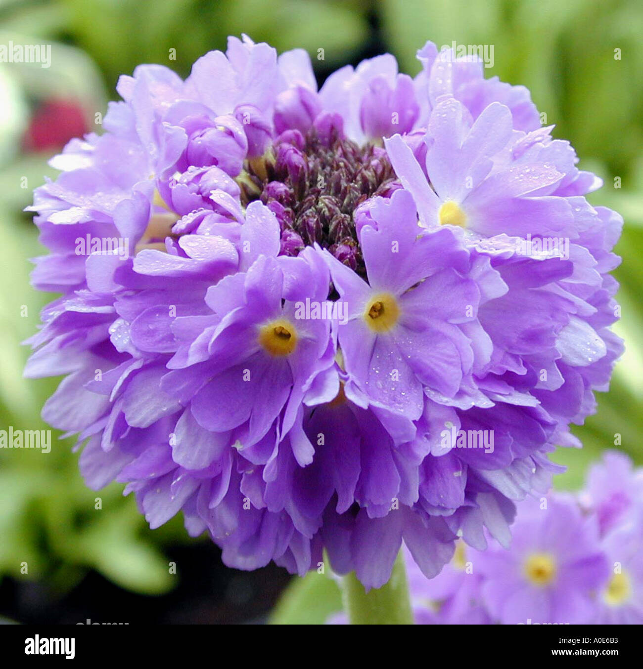 Drumstick primula blue hires stock photography and images Alamy