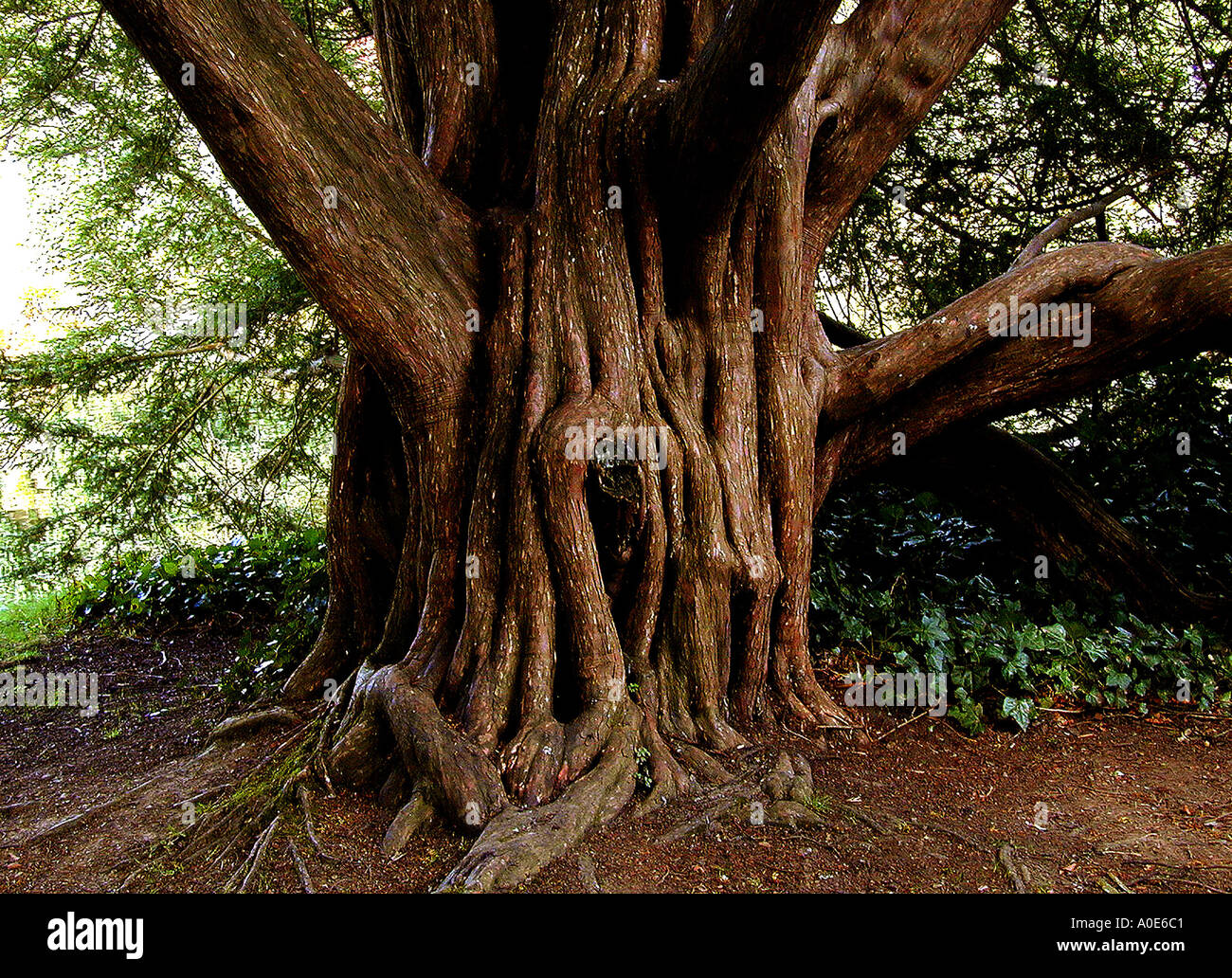 taxus baccata gnarled trunk Stock Photo