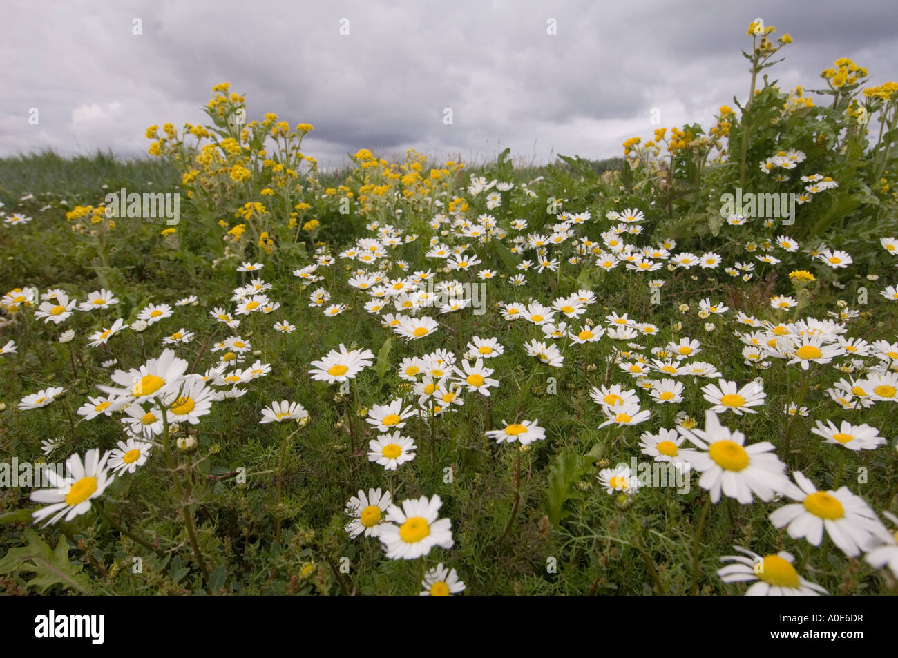 Arctic daisy or arctic chrysanthemum Chrysanthemum arcticum Wildflower Circumpolar low arctic species Stock Photo