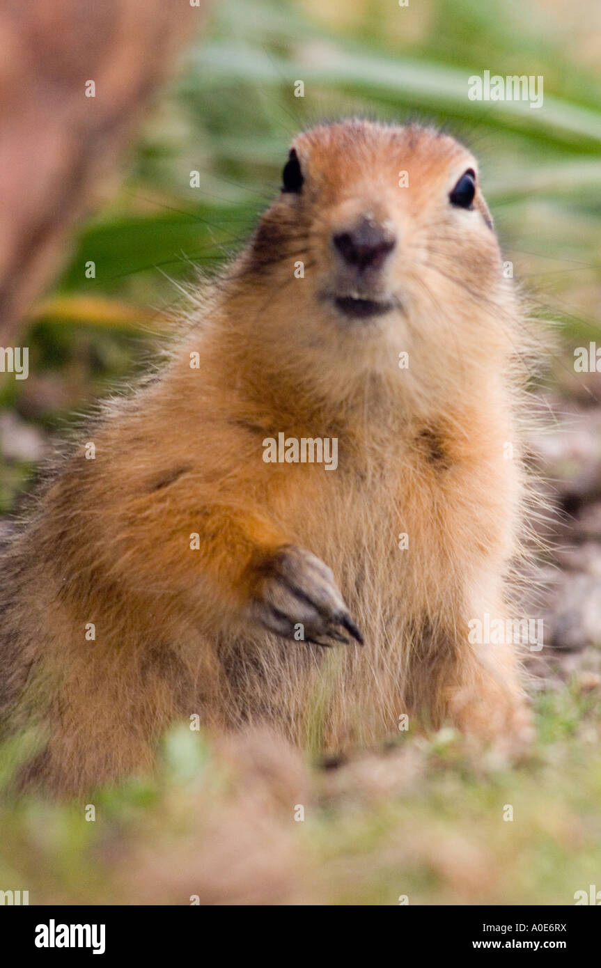 Arctic ground squirrel can lower its body temperature to below freezing