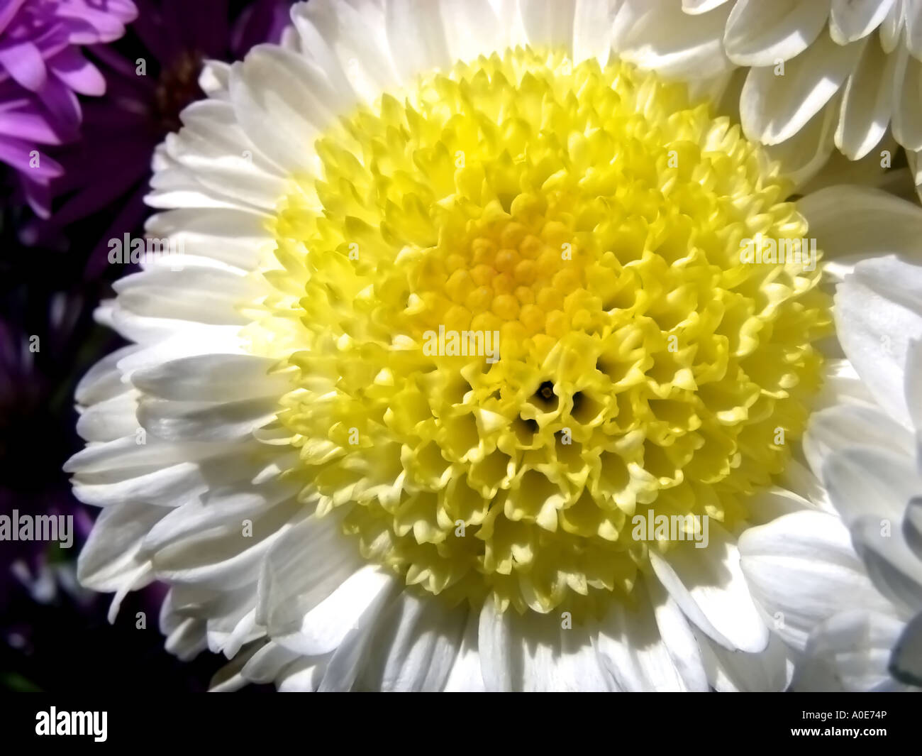 Mums Stock Photo Alamy