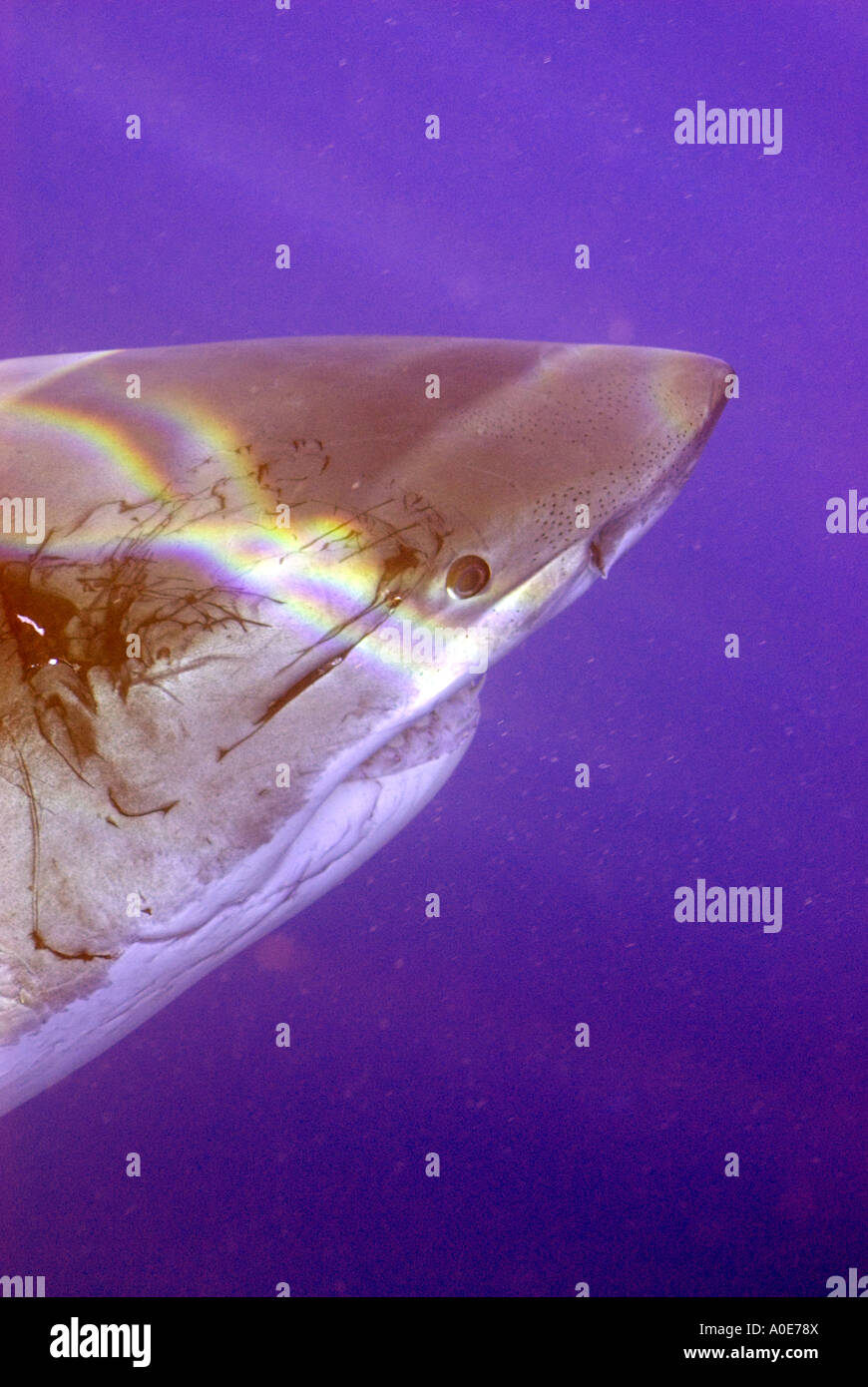 Great white shark gills hi-res stock photography and images - Alamy