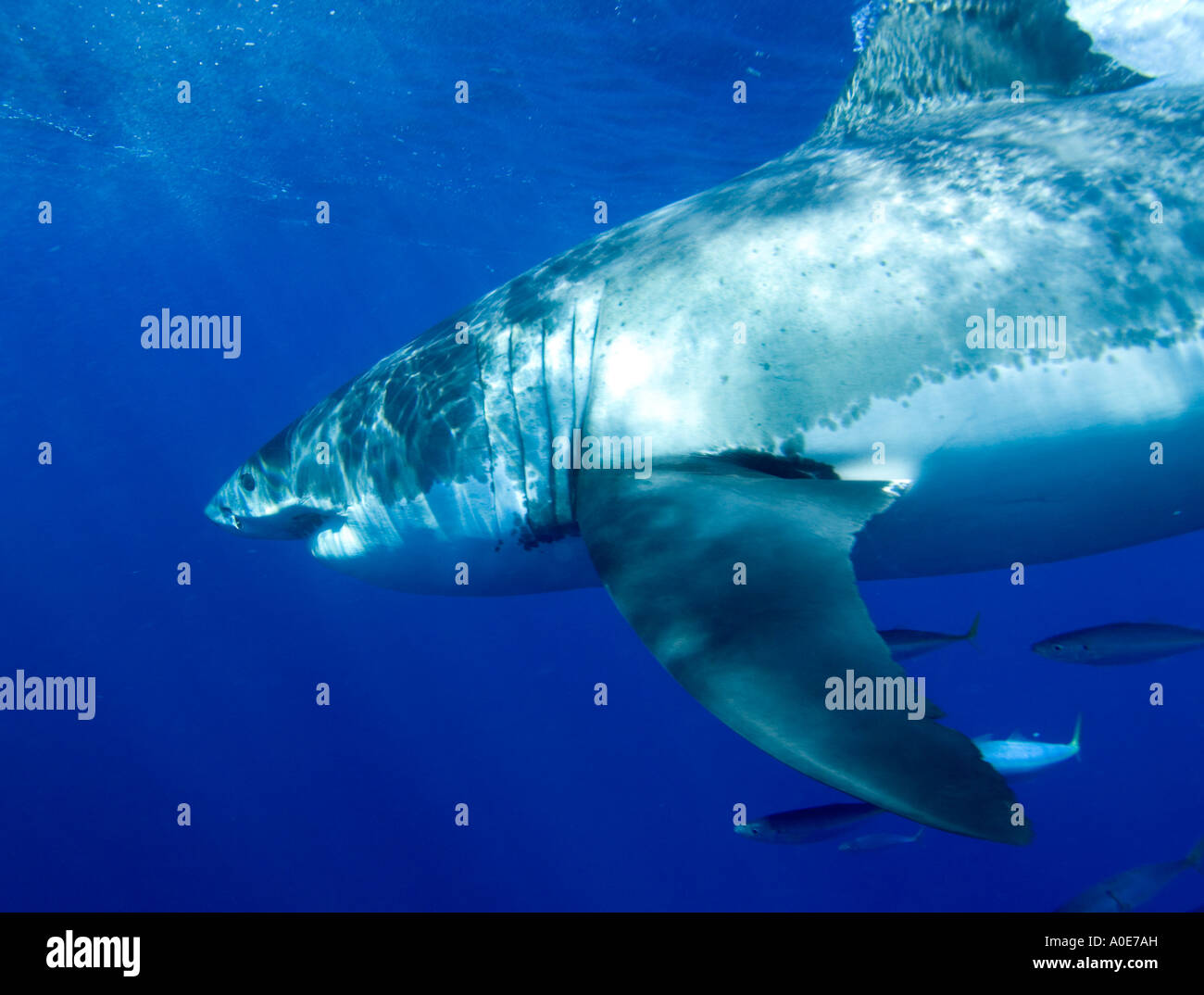 Shark chum hires stock photography and images Alamy
