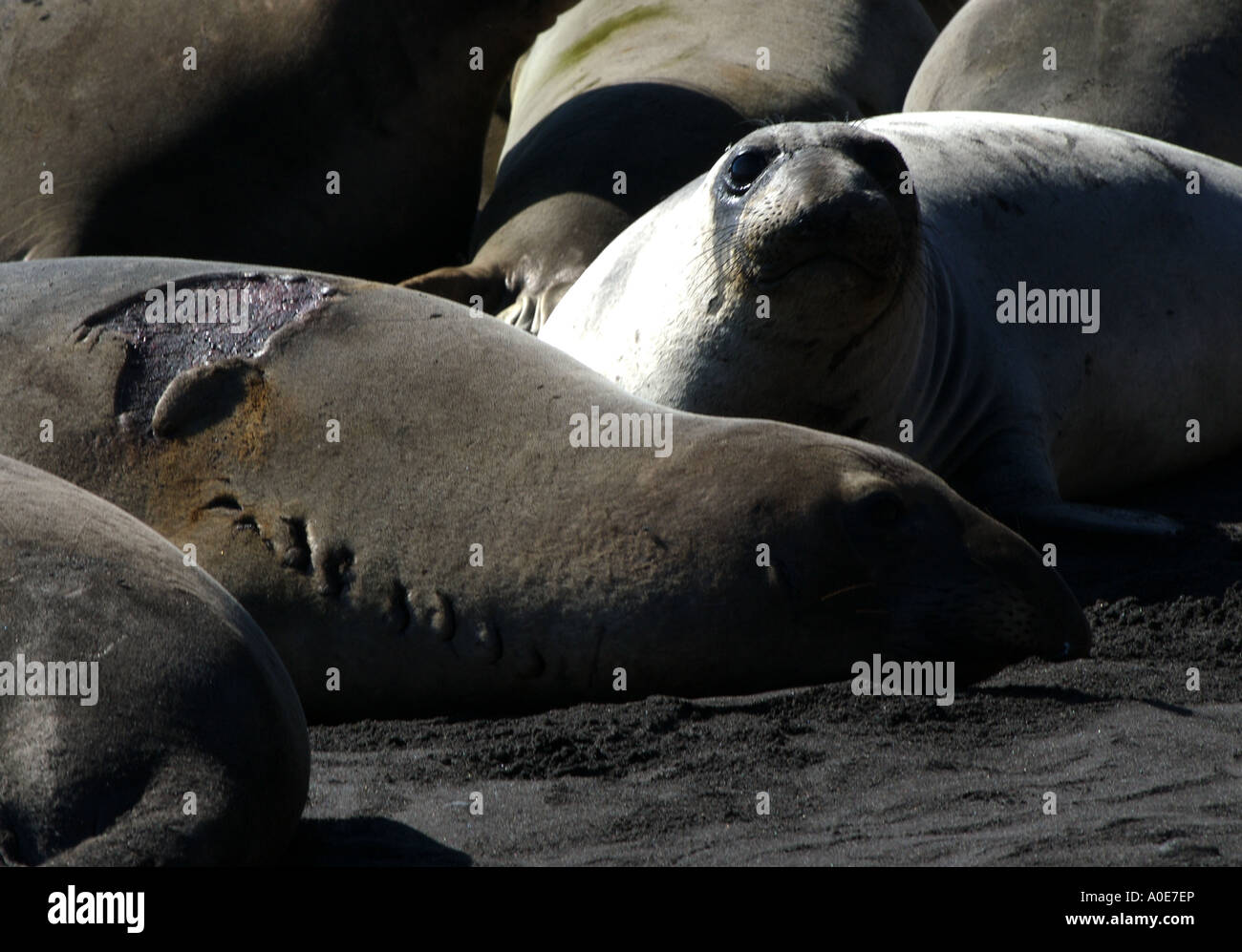 Northern elephant seal attacked by great white shark is a rare attack survivor Stock Photo