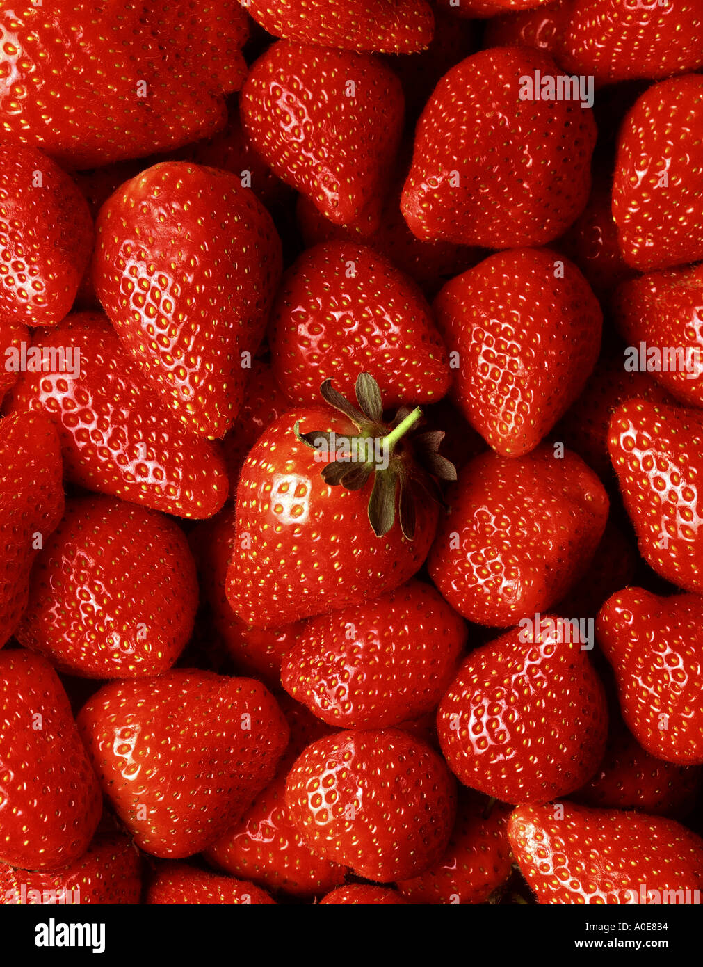 Strawberries many strawberries one with stalk Stock Photo
