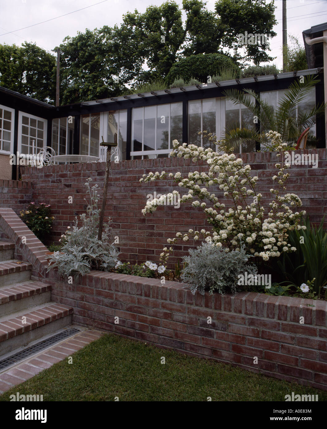 Brick steps and raised bed with white flowering shrub in front of
