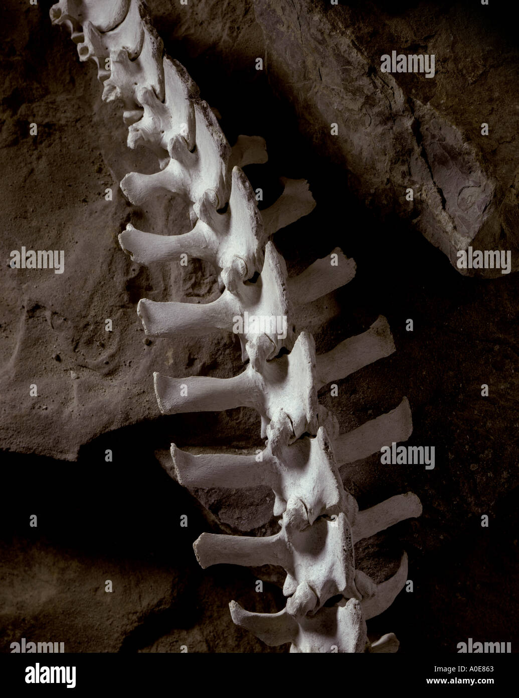 Animal Vertebrae Identification