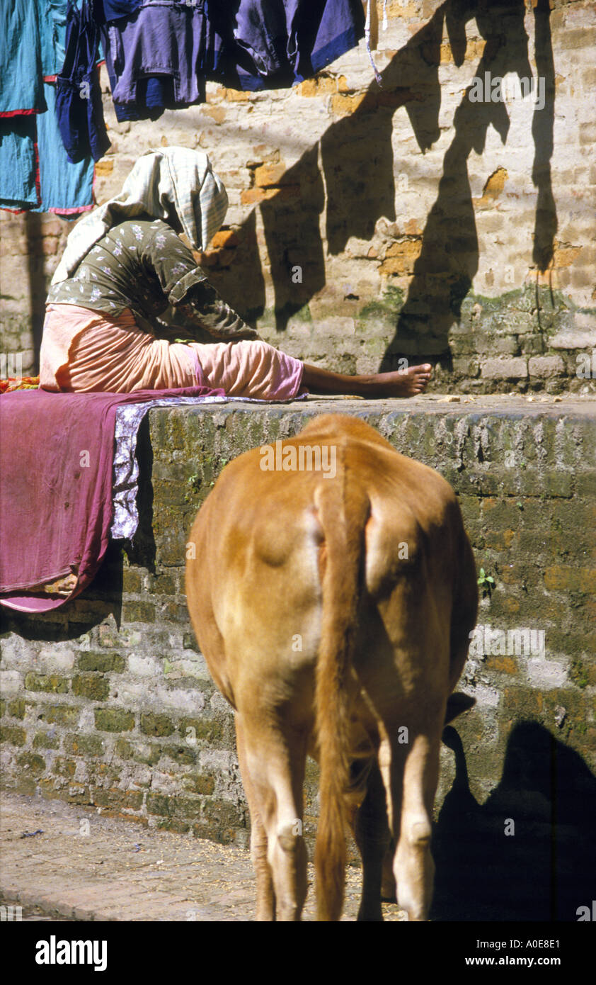 Cow's bum and washday- Kathmandu Nepal Stock Photo