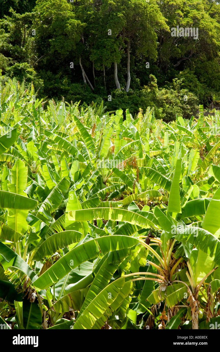 Martins bay barbados hires stock photography and images Alamy