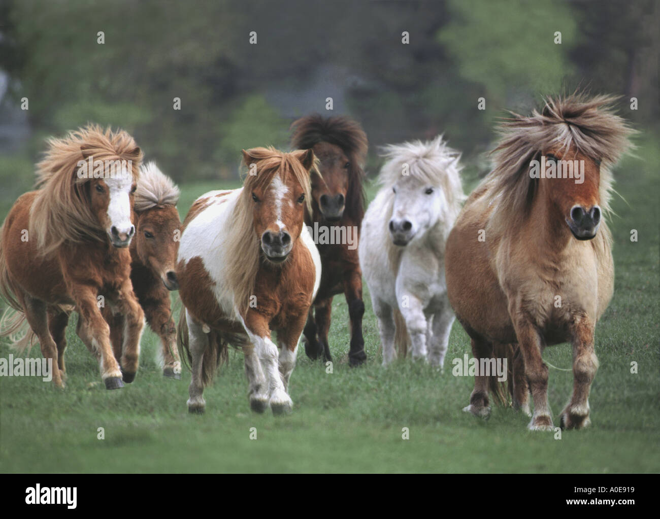 Herd of pregnant Miniature Horse mares gallop toward us with woolly