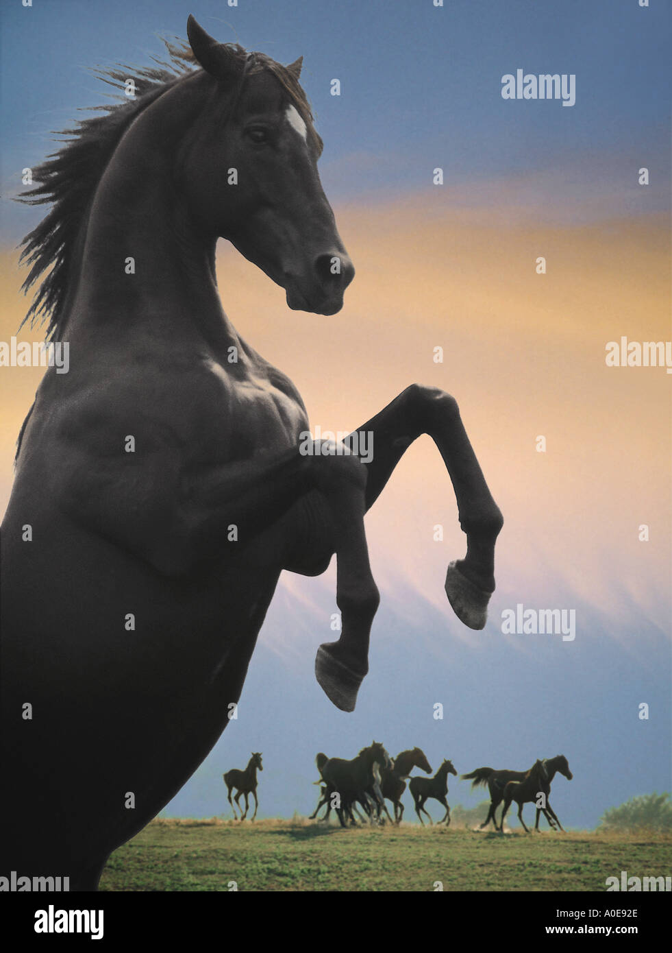 Rearing stallion with mares and foals in background Stock Photo