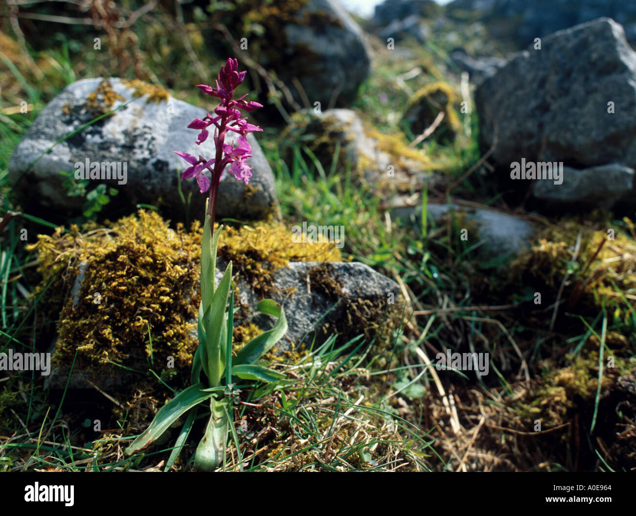 marsh orchid in the Burren a remote place in Ireland Stock Photo