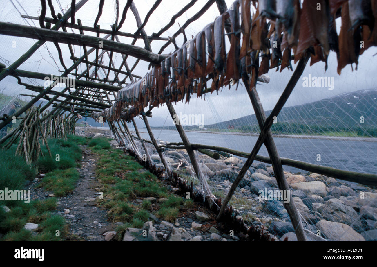 Stockfish or dried cod in Norway Stock Photo Alamy