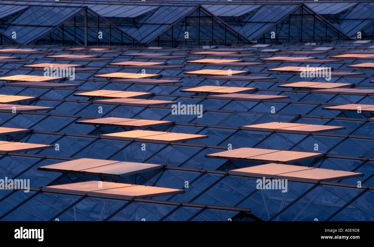 reflexions in the glass of greenhouses from the evening sun Stock Photo