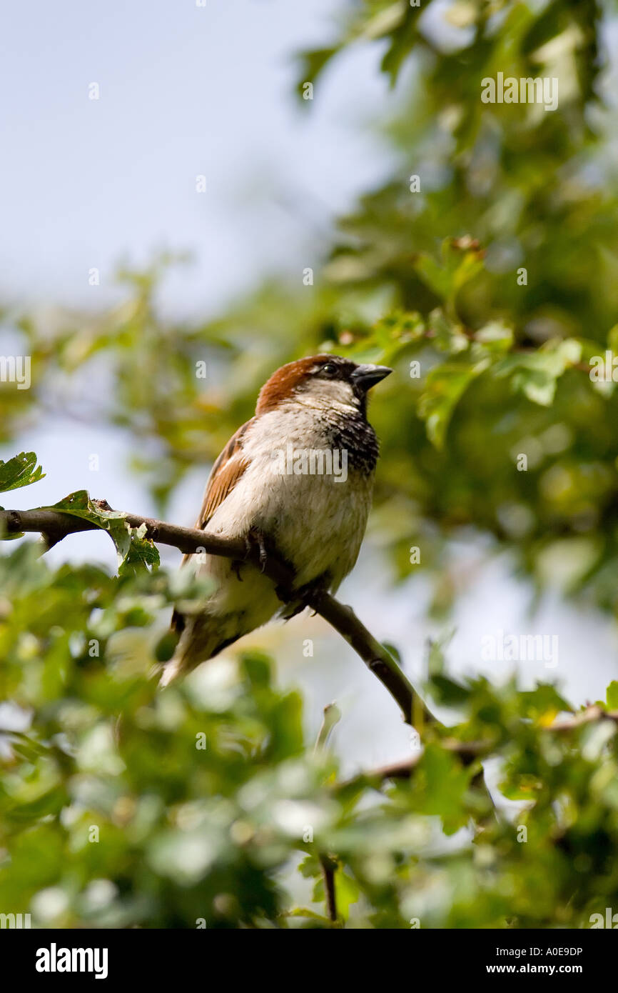 Male House Sparrow - Passer domesticus Stock Photo