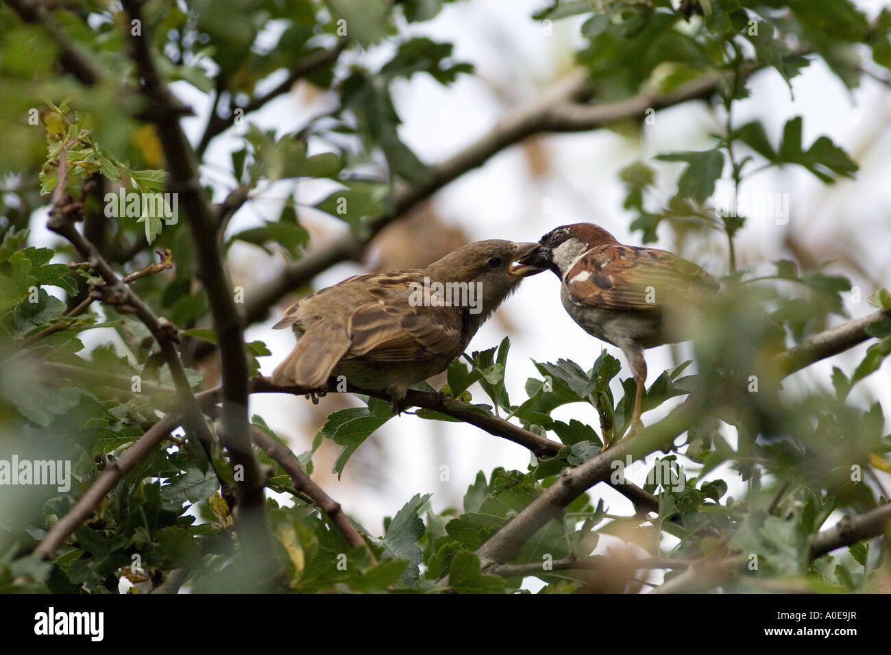 Feeding Juvenile House Sparrow - Passer domesticus Stock Photo