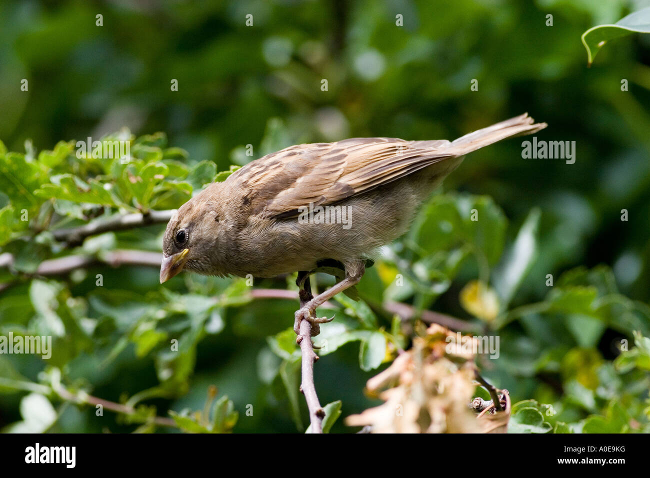 Juvenile House Sparrow - Passer domesticus Stock Photo