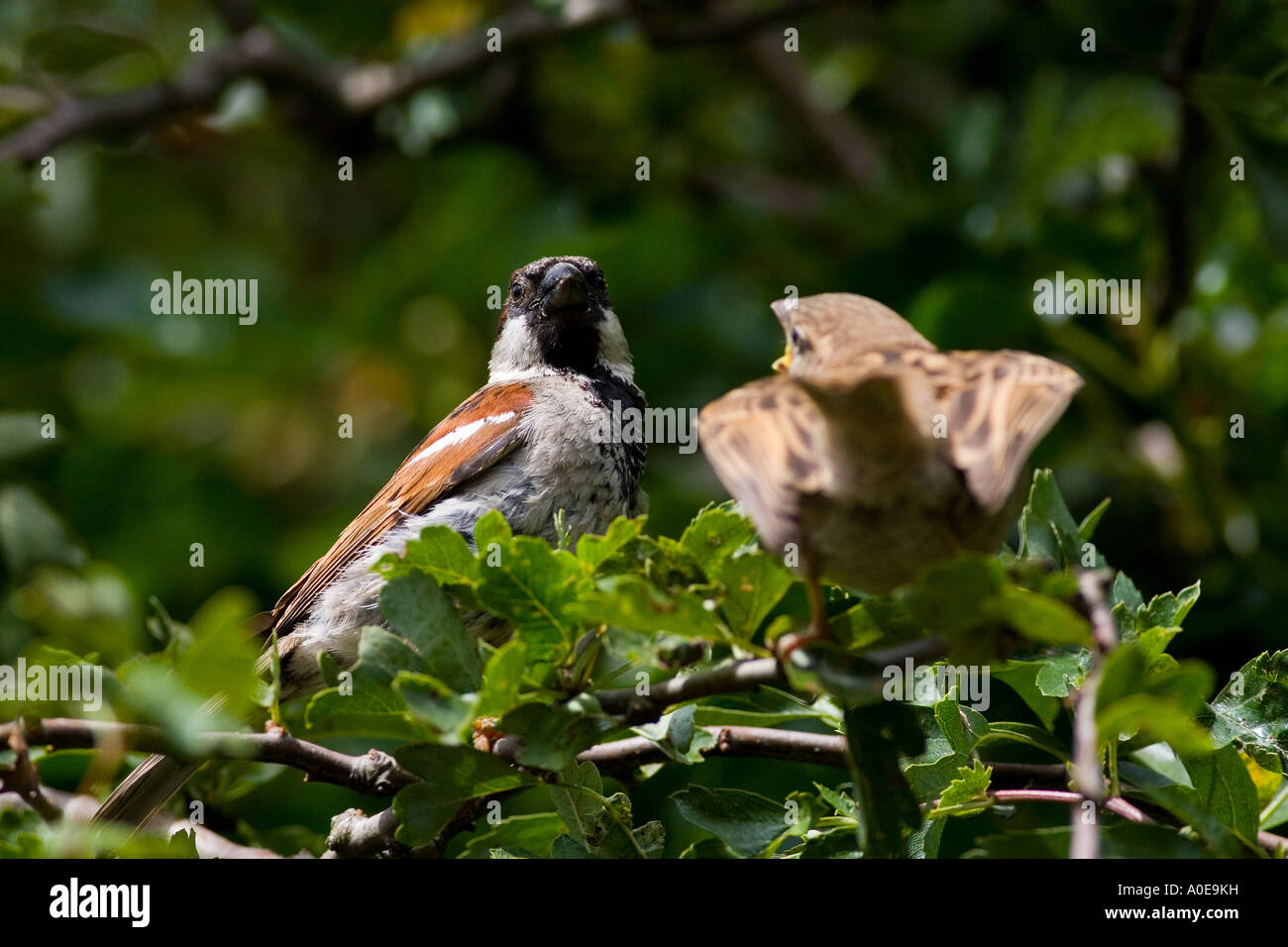 Juvenile House Sparrow - Passer domesticus Stock Photo