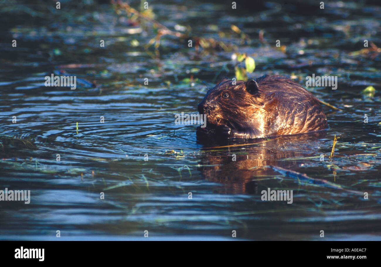 Beaver Inwater Beaver in water in Alaska Stock Photo - Alamy