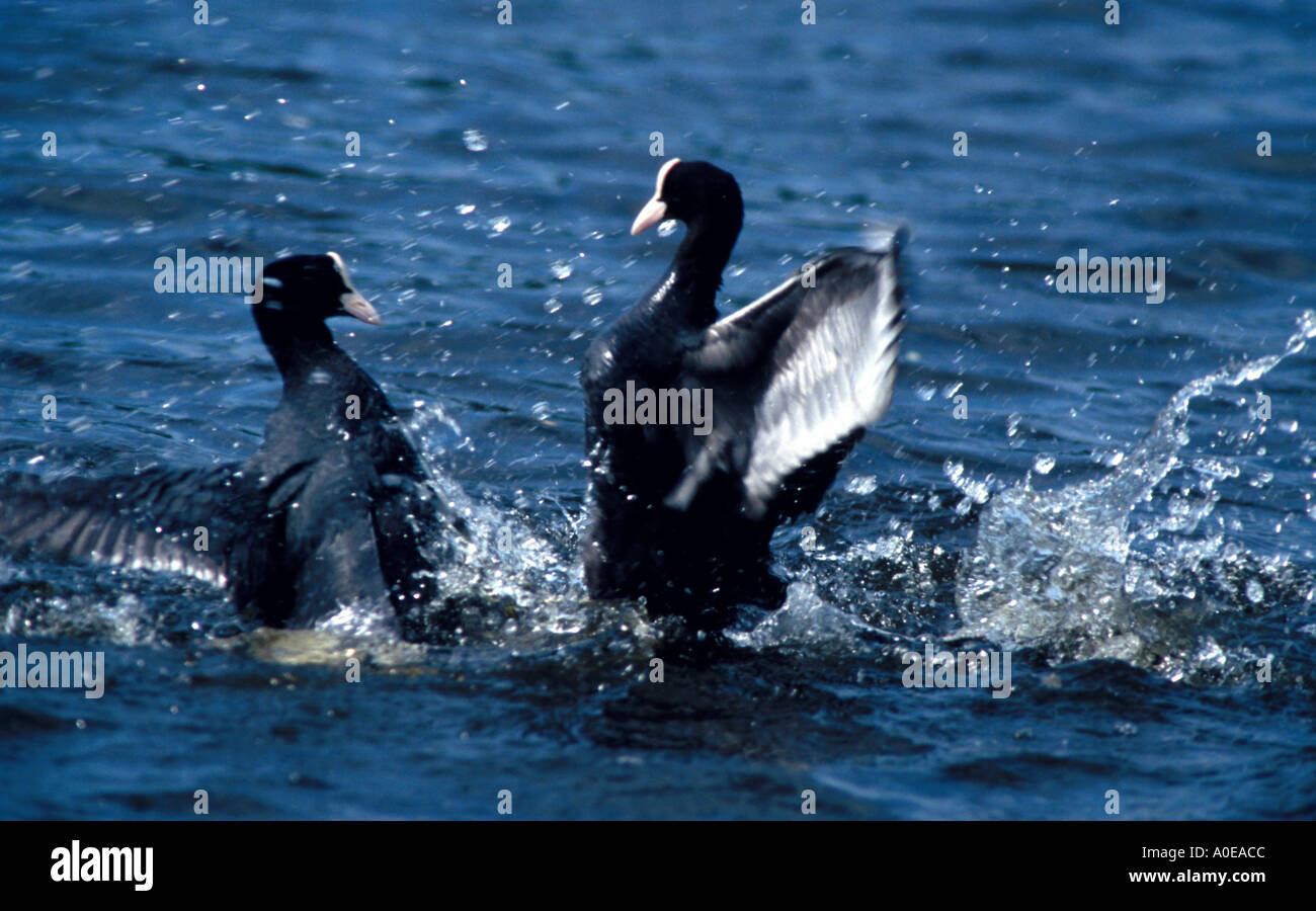 Fighting coots for territory Stock Photo