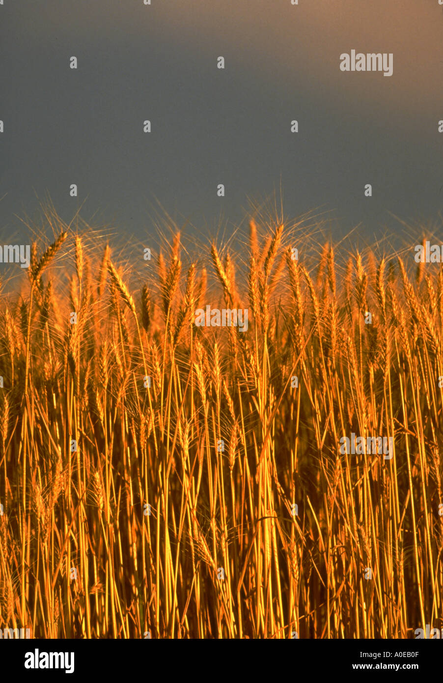 Gallatin valley bozeman hires stock photography and images Alamy