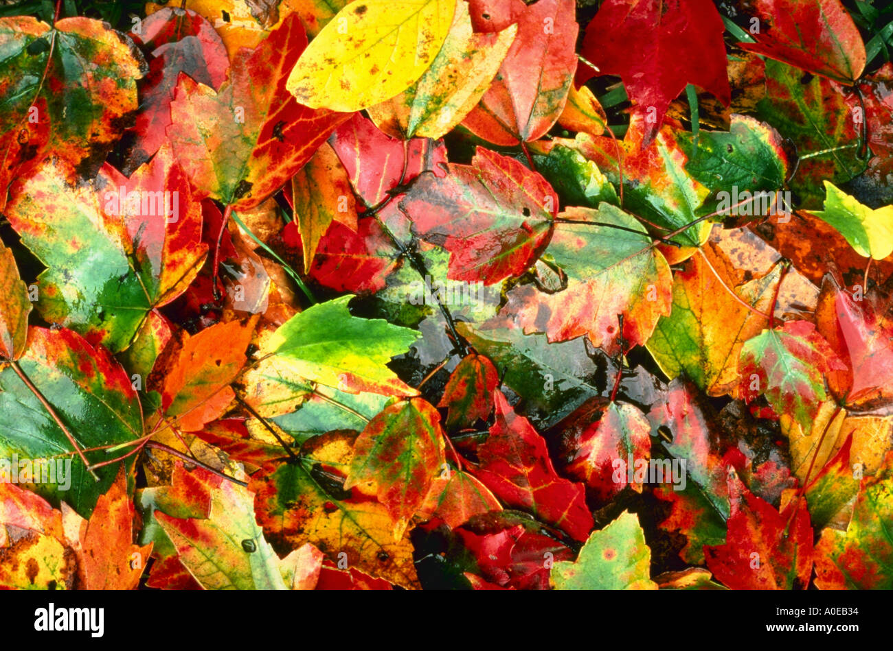 Fall leaves Close up Stock Photo