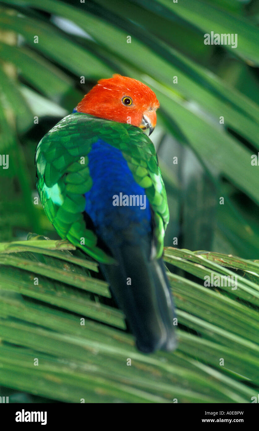 King Parrot (Alisterus scapularis), Bird World, Ballarat, Victoria, VIC