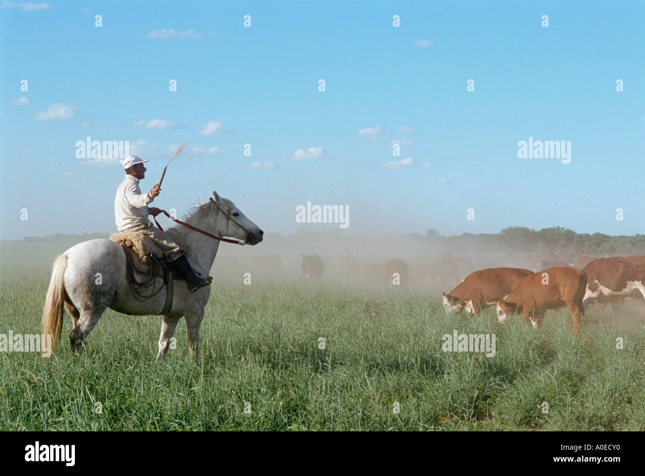 A Gaucho on horseback rounding up cattle herd Pampas Argentina Stock Photo