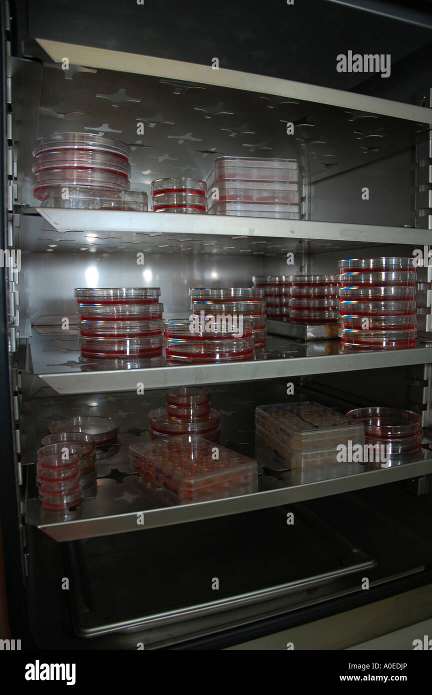 Biological lab tools and equipment petri dishes stored on shelves Stock Photo