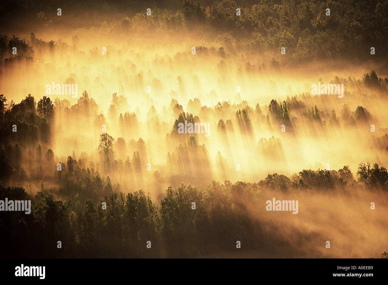 trees shrouded in fog Stock Photo - Alamy