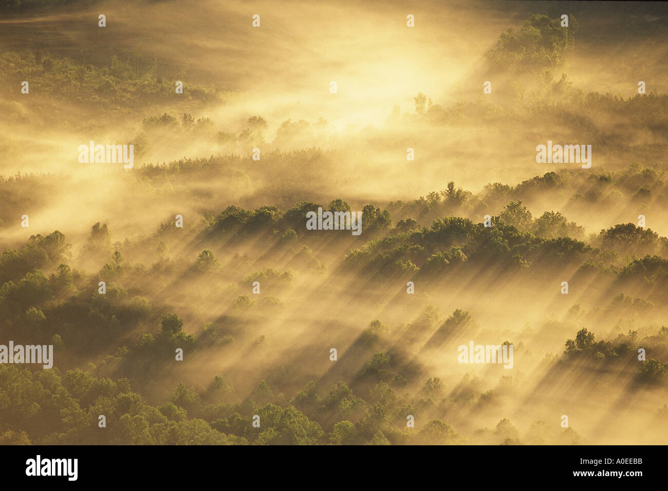 trees shrouded in fog Stock Photo - Alamy