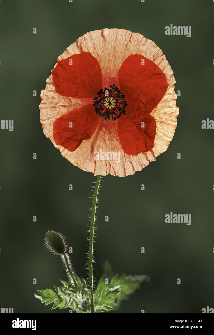 Poppy flower hi-res stock photography and images - Alamy