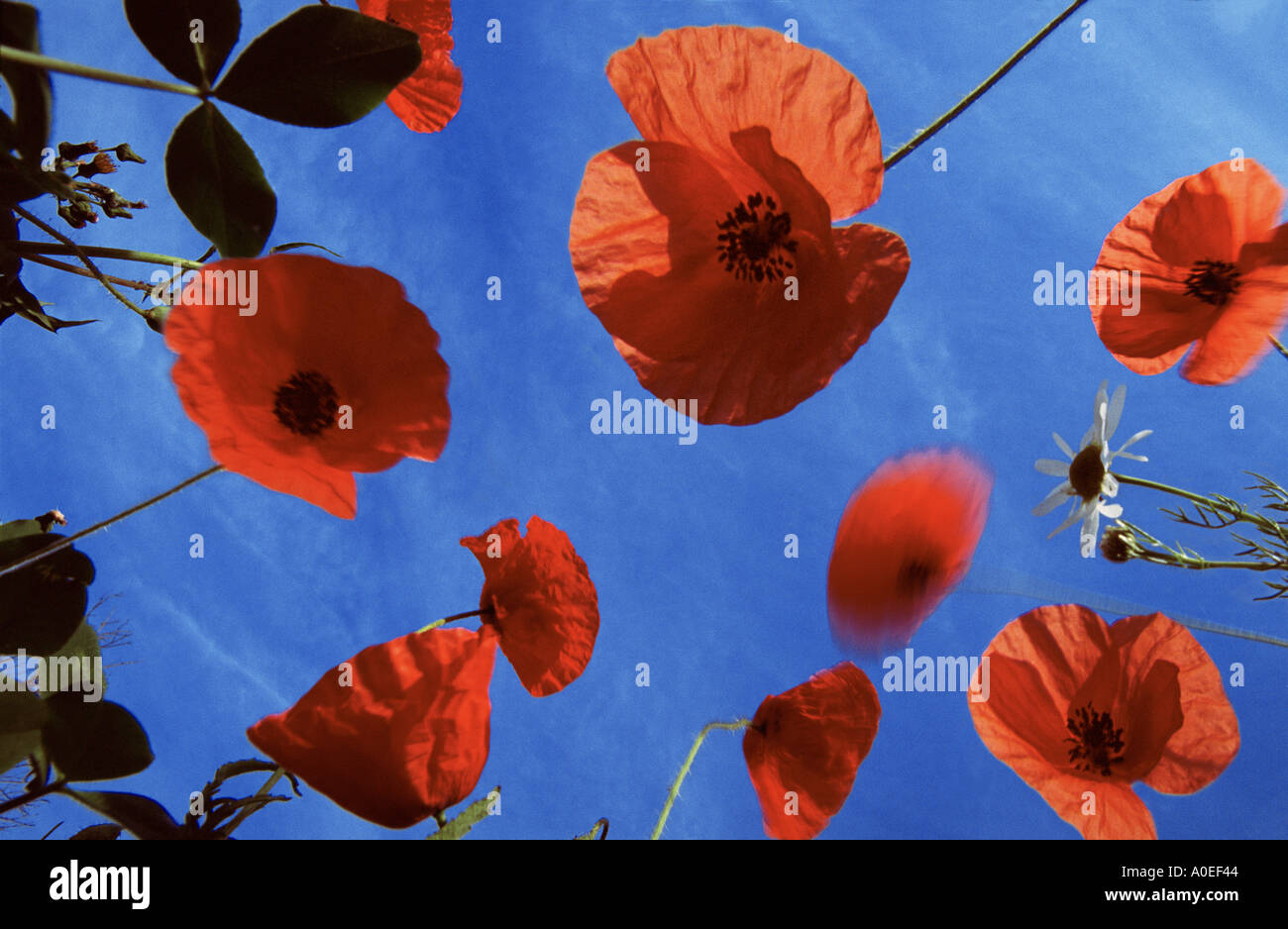 Red poppies against blue skies (papaver rhaeas) Stock Photo
