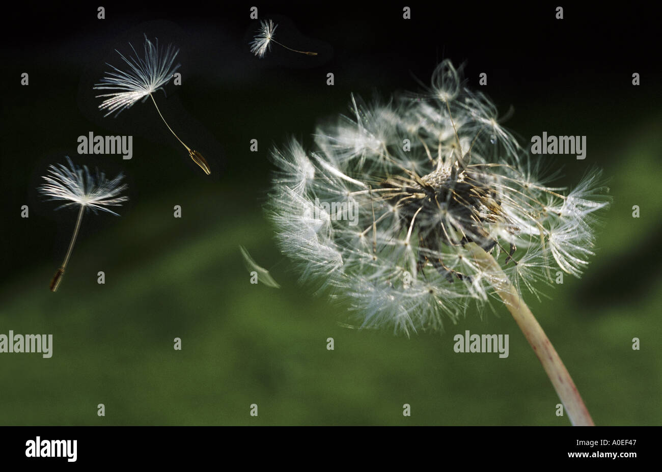 Dandelion Blowing In The Wind High Resolution Stock Photography and