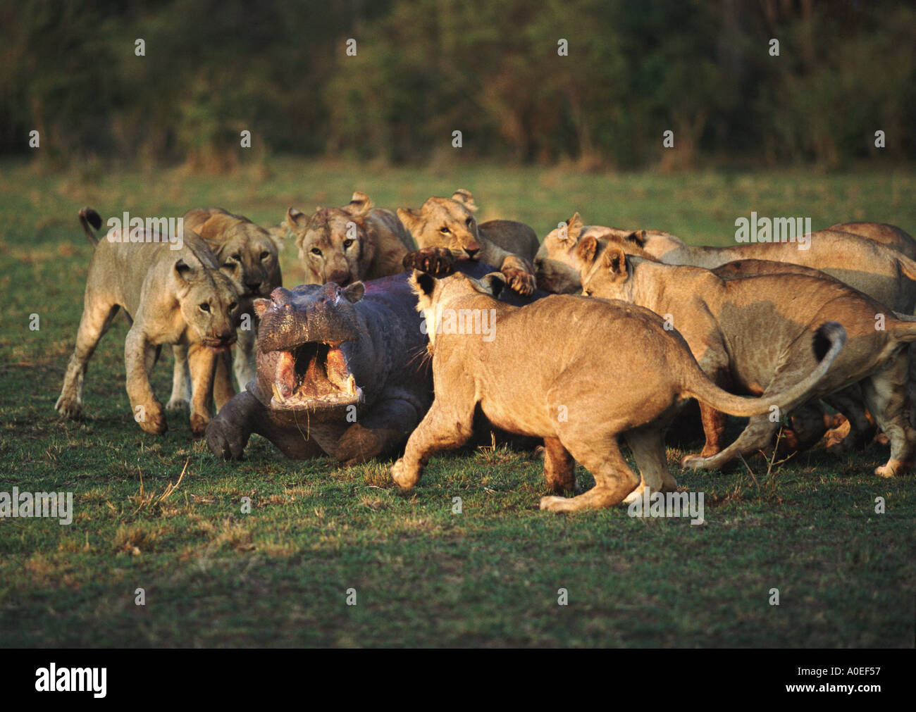 Lions attacking a hippo Masai Mara Kenya Stock Photo