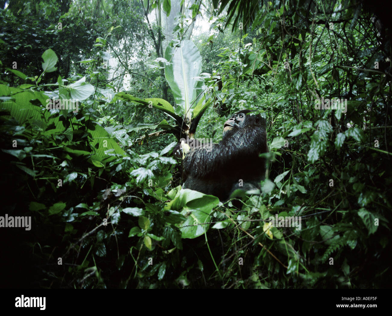 Mountain gorilla eating wild bananas Parc des Virungas Democratic