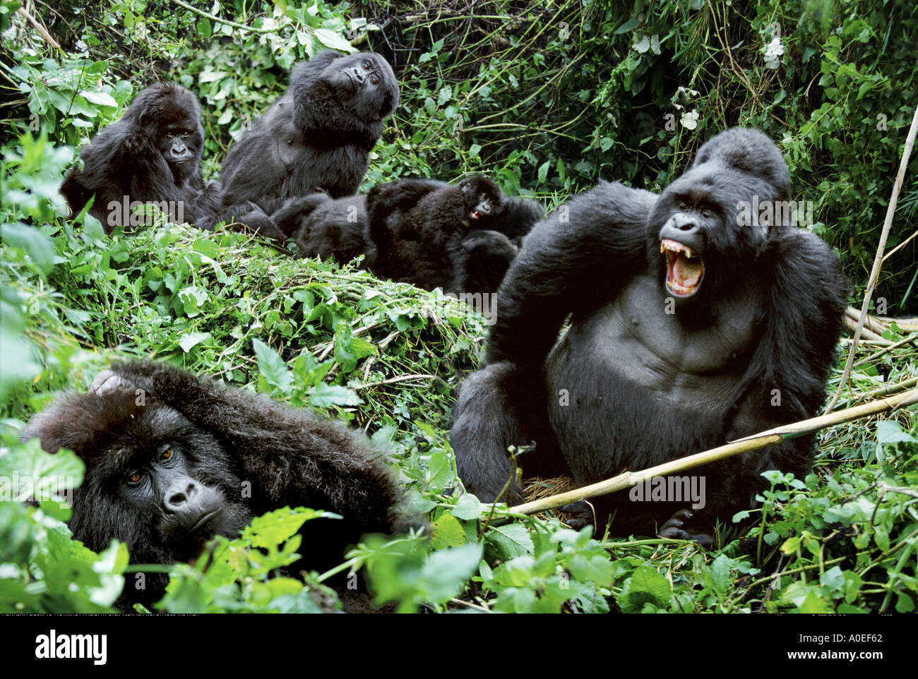 Family group of mountain gorillas Mgahinga National Park Uganda Stock Photo