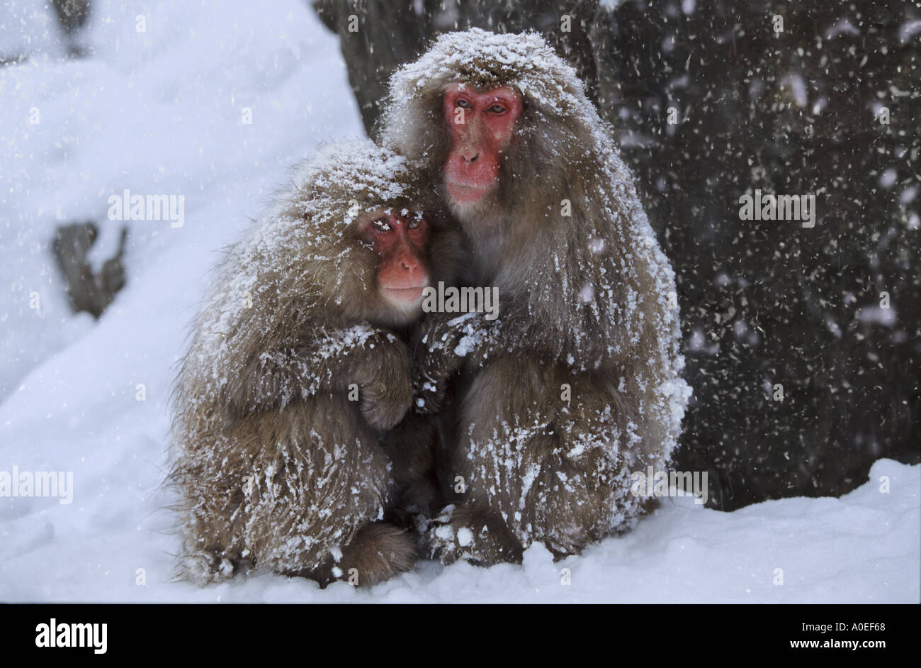Snow monkeys huddled together Jigokudani National Park Japan Stock Photo