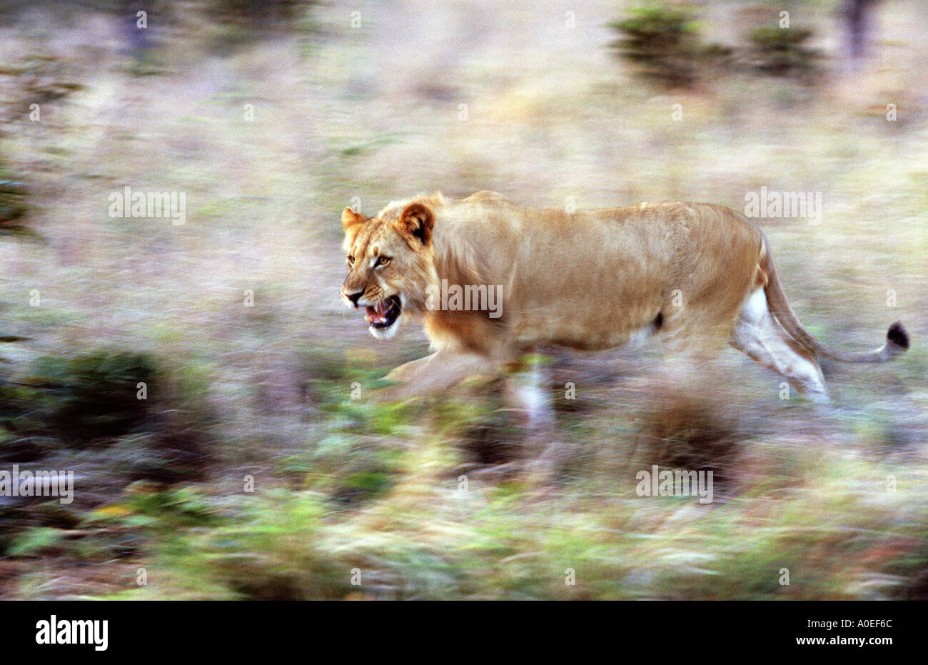 Lion hunting South Africa Stock Photo