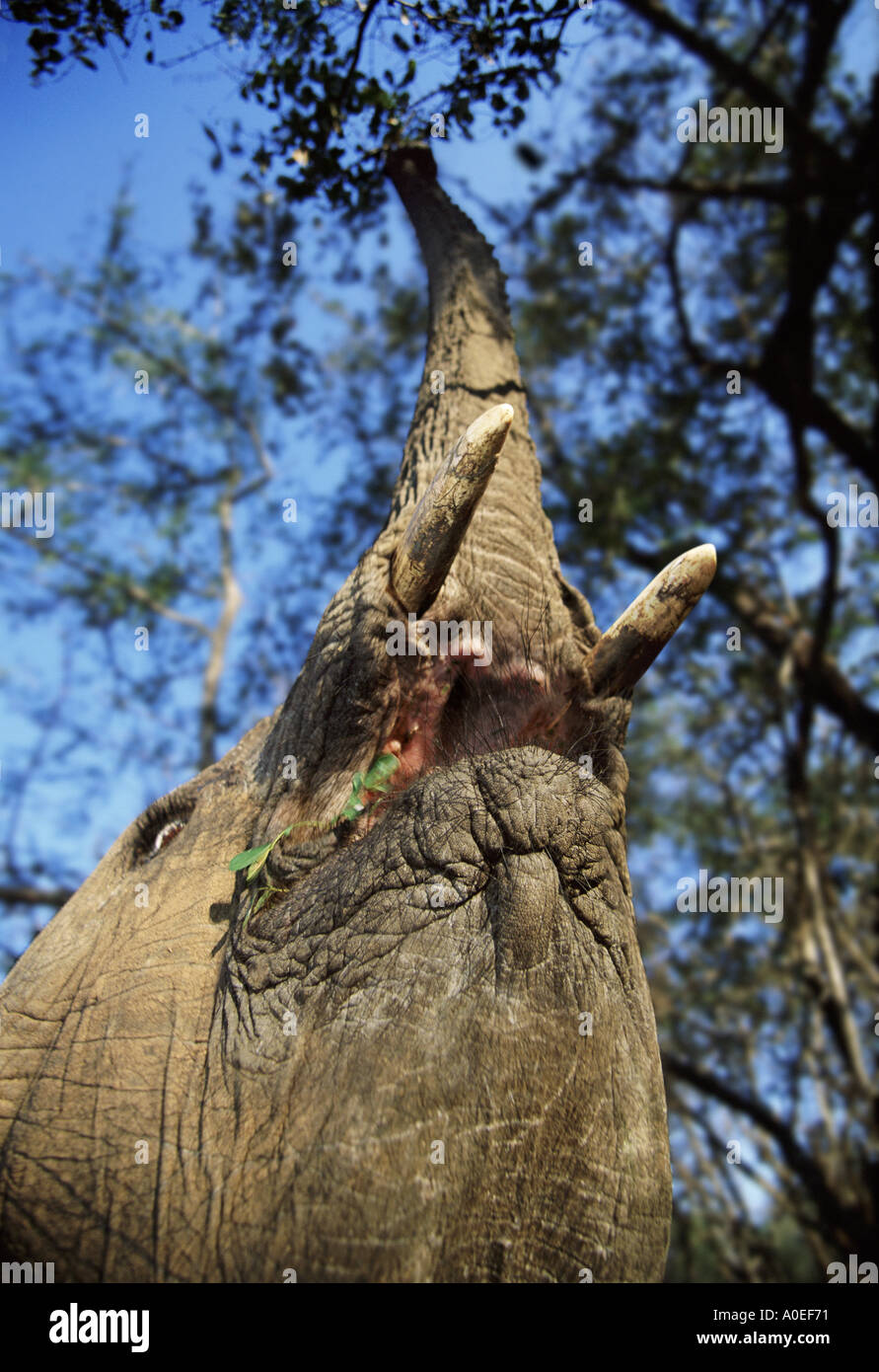 Elephant reaching to feed from distant branches of tree South Africa Stock Photo