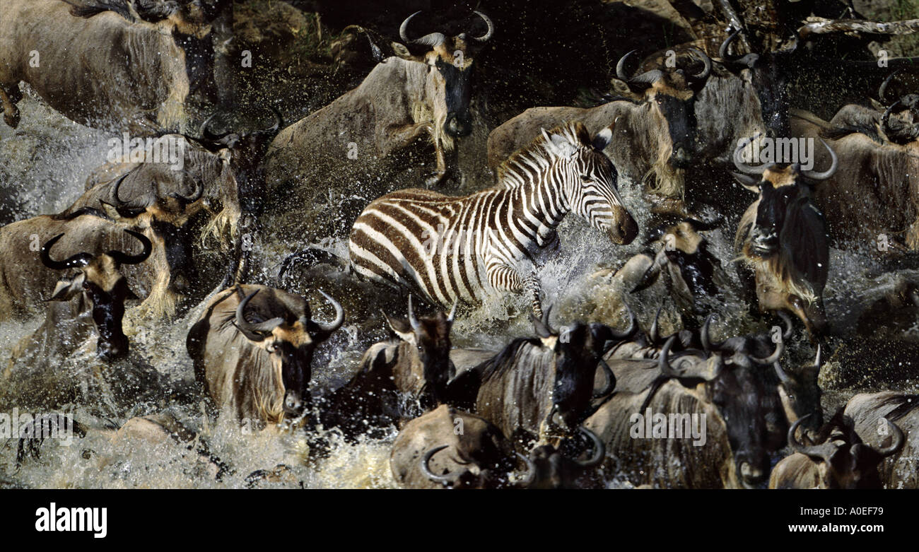 Single zebra amongst herd of migrating wildebeest Mara River Kenya Stock Photo
