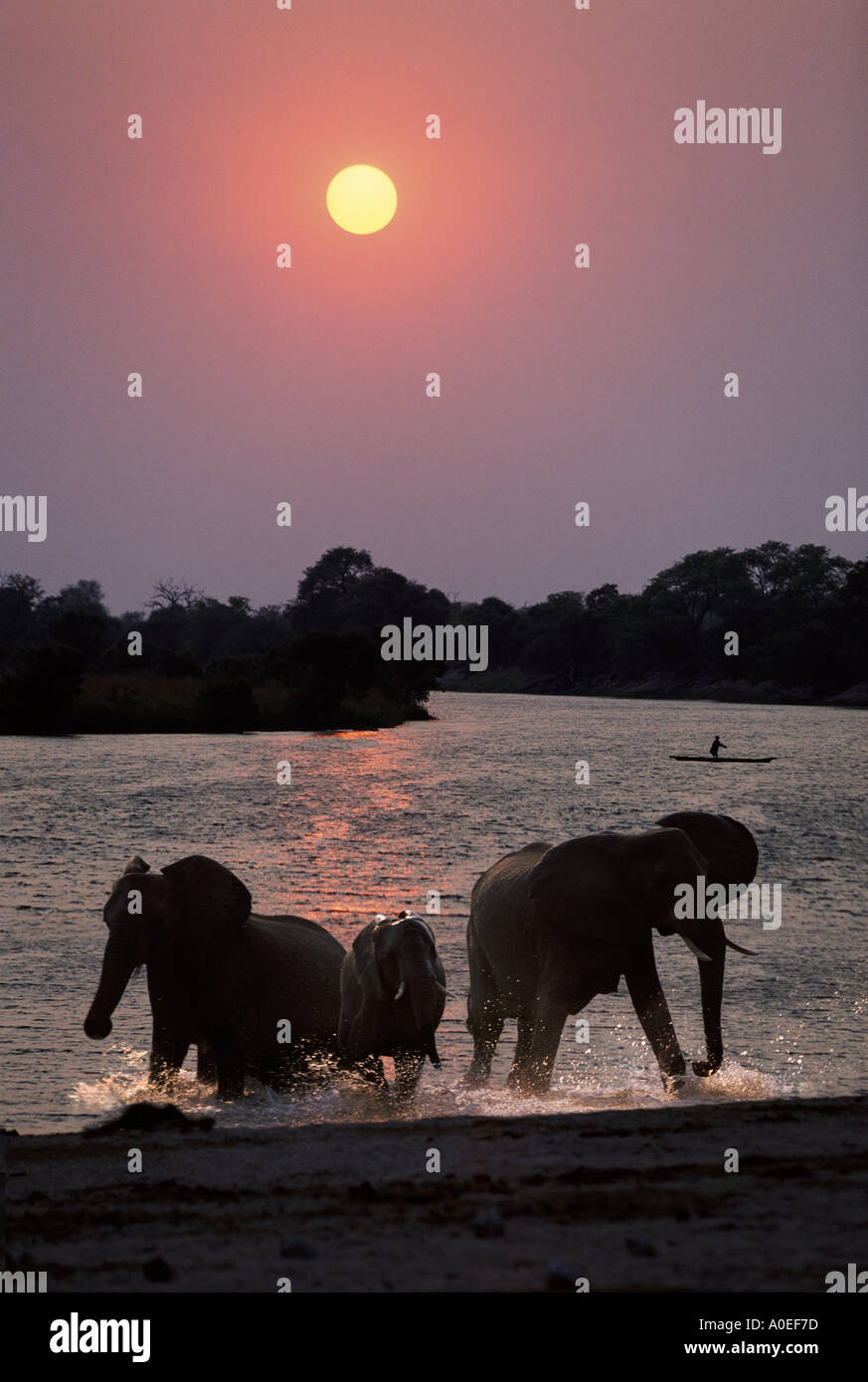 Elephants and canoe at sunset Chobe River Botswana Stock Photo