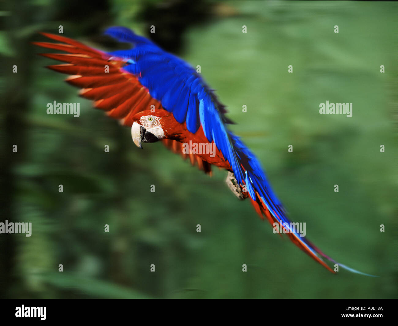 Scarlet macaw flying Stock Photo