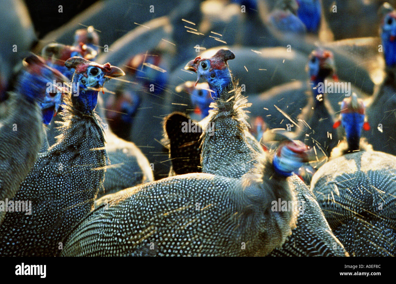 Guinea fowl at the waterhole Savuti Botswana Stock Photo